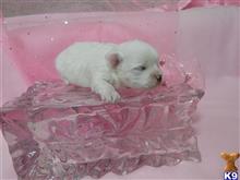 maltese puppy posted by Elegant Babies